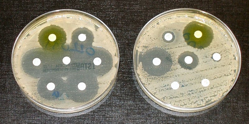 1024px-Antibiotic_sensitvity_and_resistance