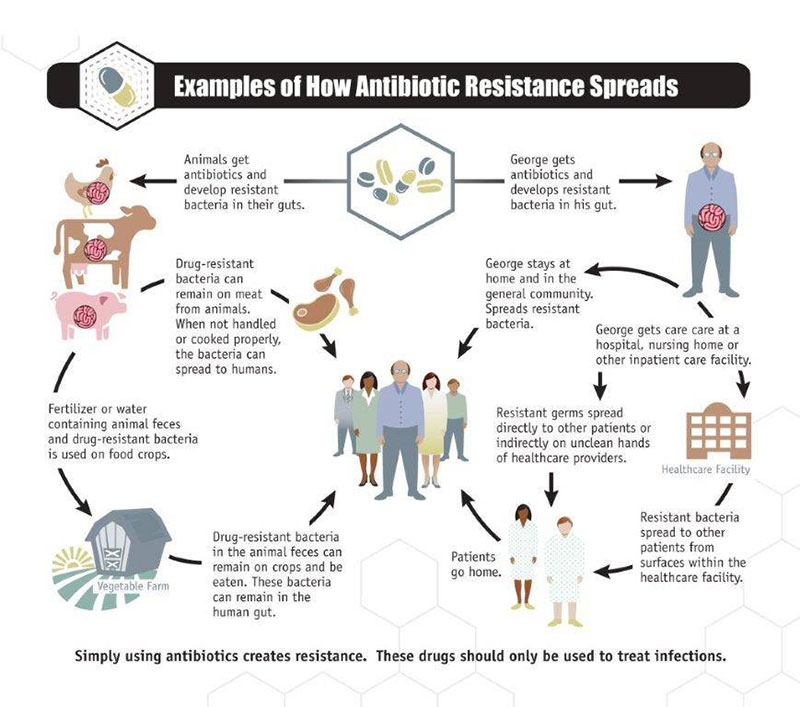 CDC Antibiotic Infographic. Infographic: Courtesy of CDC