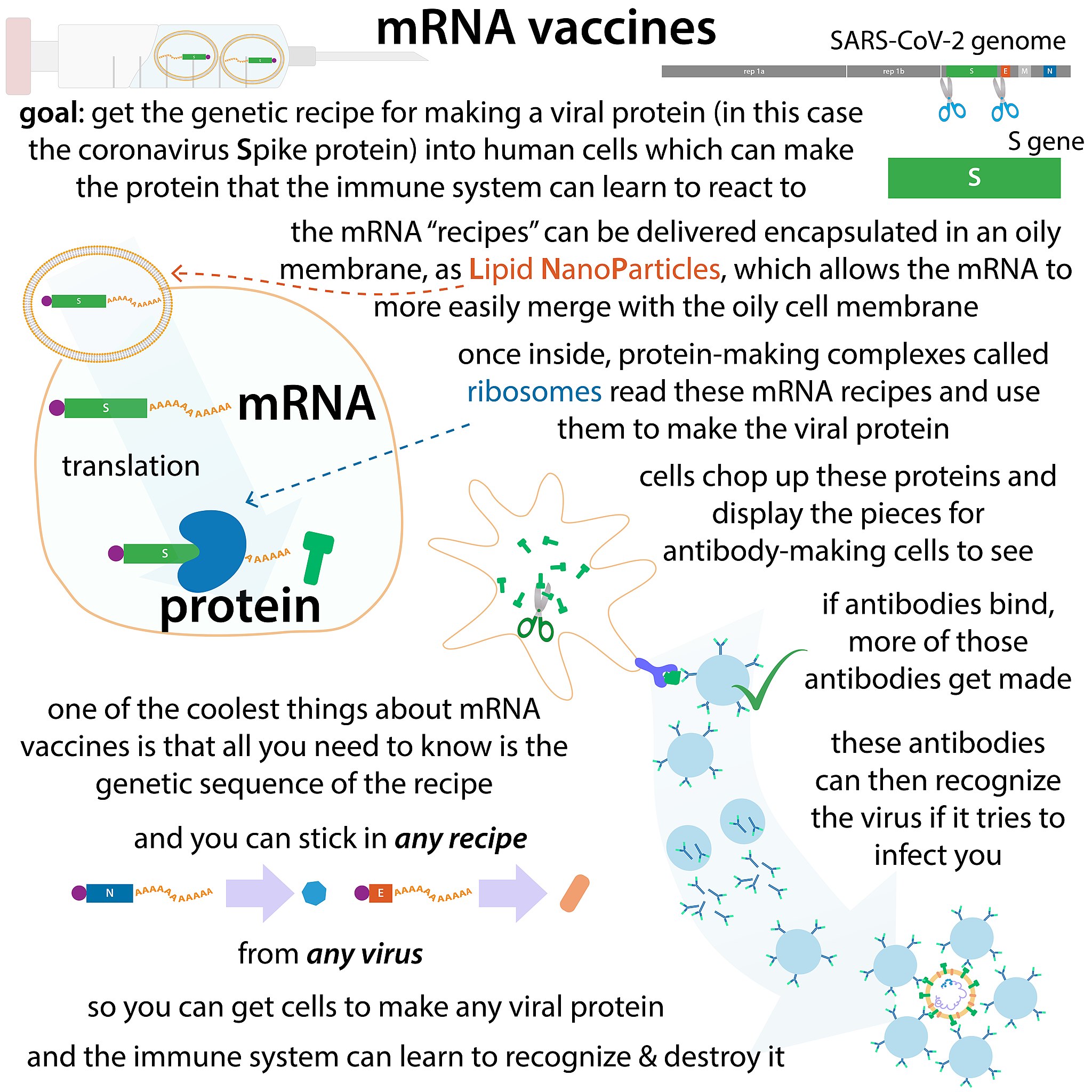 Coronavirus_mRNA_vaccines