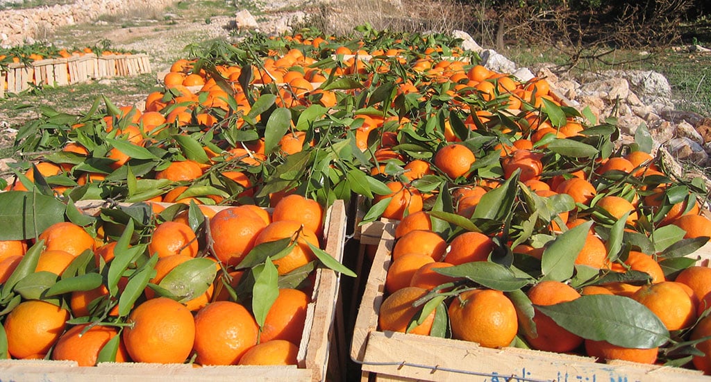 Citrus Fruit and Melanoma Risk Study