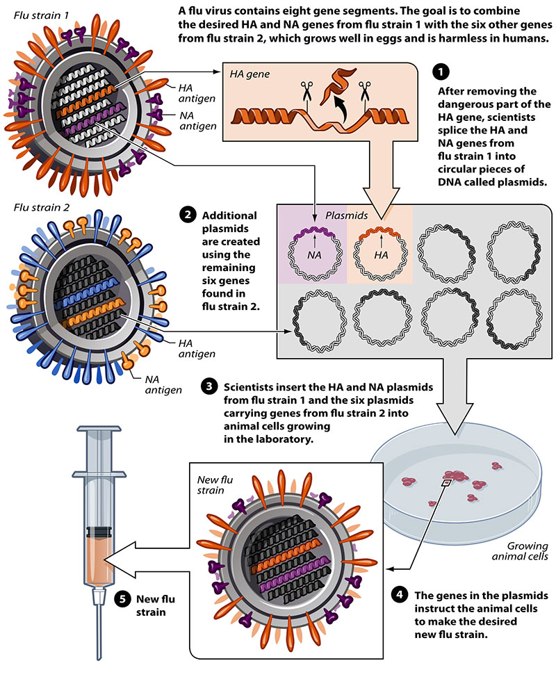 THE SCIENCE OF FLU SHOTS: A look at how flu vaccines are made. Image: Wikimedia Commons