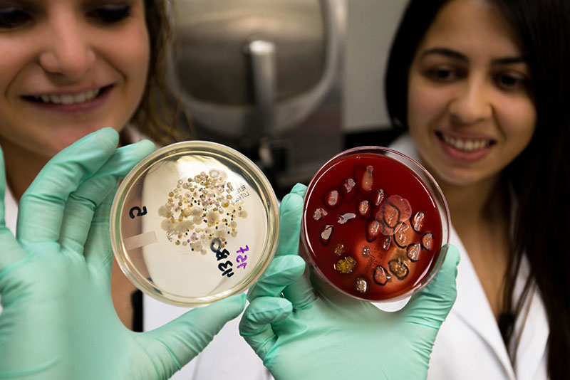 UMHS STUDENTS IN THE LAB: (left) Bernadette Schmidt & Victoria Gonzalez (right) 'The plate on the left is what we cultured from water samples from faucet in Western lab classroom, captured on a filter,' says Dr. Harrington. Photo: Ian Holyoak