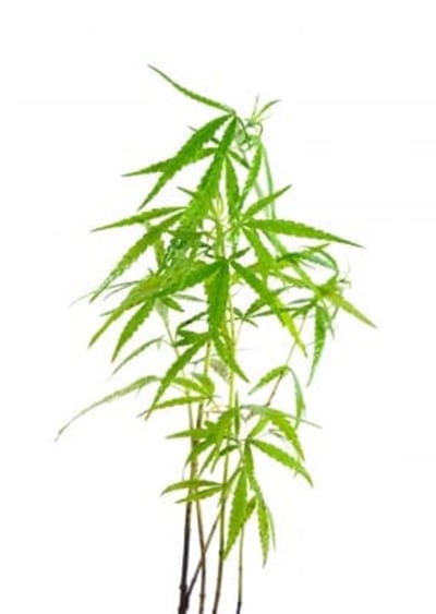 WHAT'S IN YOUR WEED? Patients need to know what is in the medical marijuana they have been prescribed, particularly if they have been diagnosed with a serious disease .Photo: FreeDigitalPhotos.net