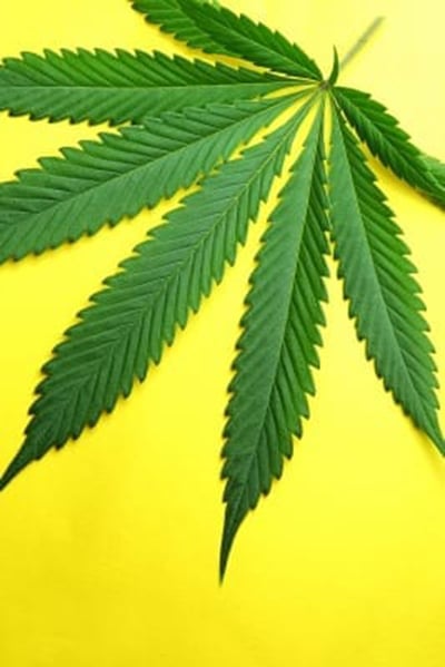UP IN SMOKE? Criminalization of marijuana is becoming a thing of the past. Photo: FreeDigitalPhotos.ent
