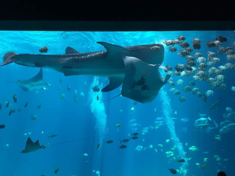 An undersea scene from the Georgia Aquarium in Atlanta. Photo: Courtesy of Dr. Jane Harrington