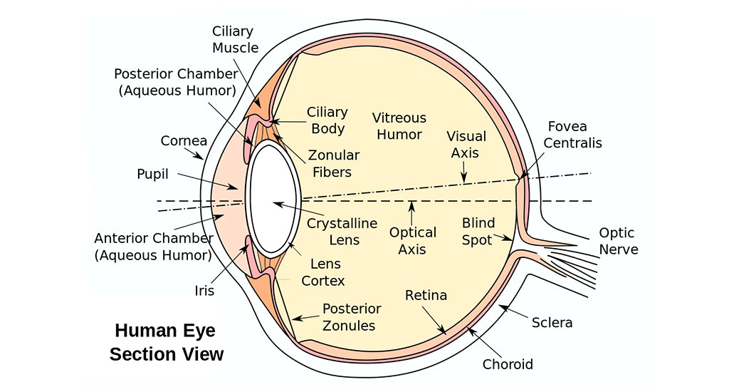 Eyesection