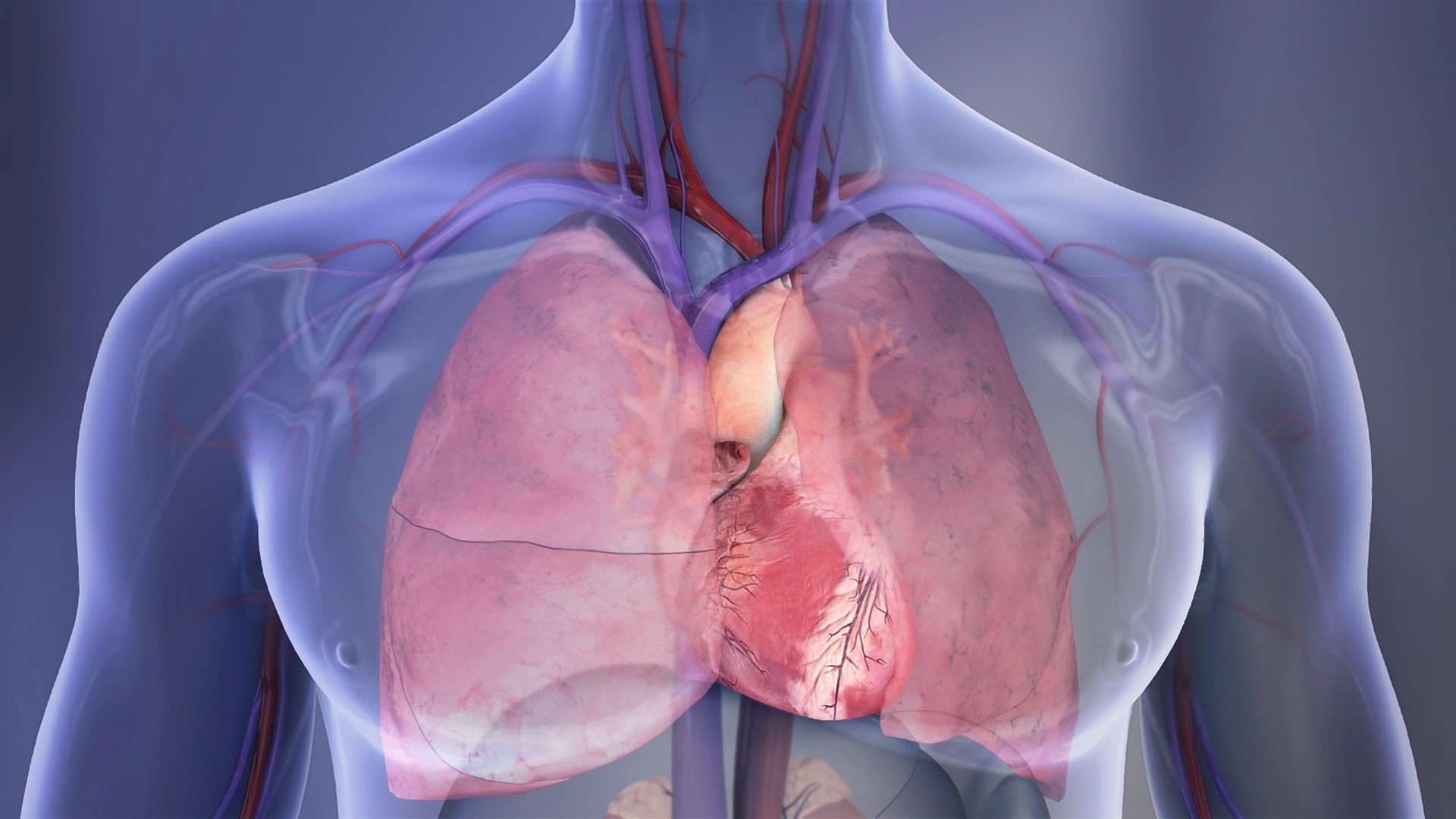 Heart+and+lungs+illustration