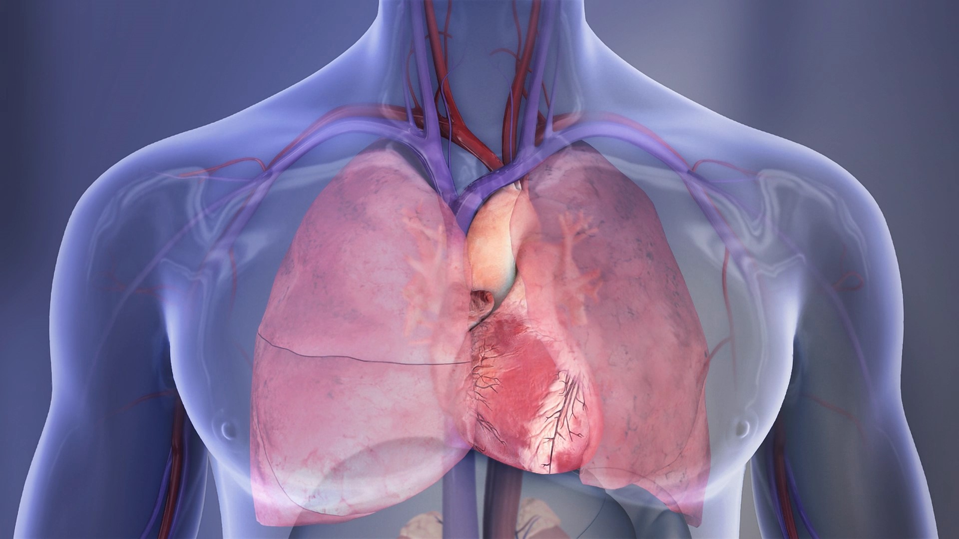 Heart+and+lungs+illustration