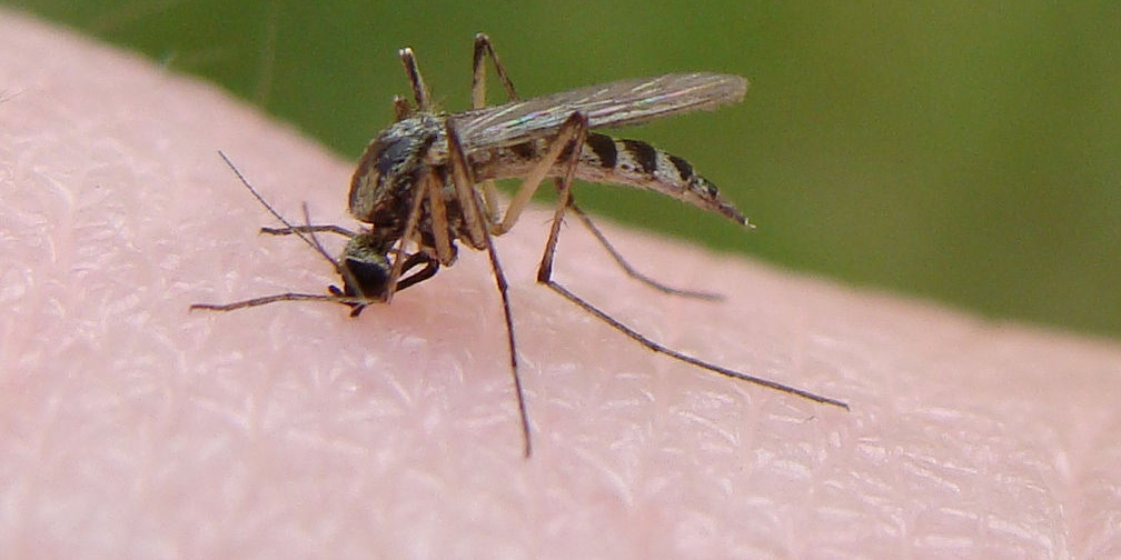 repelling insects