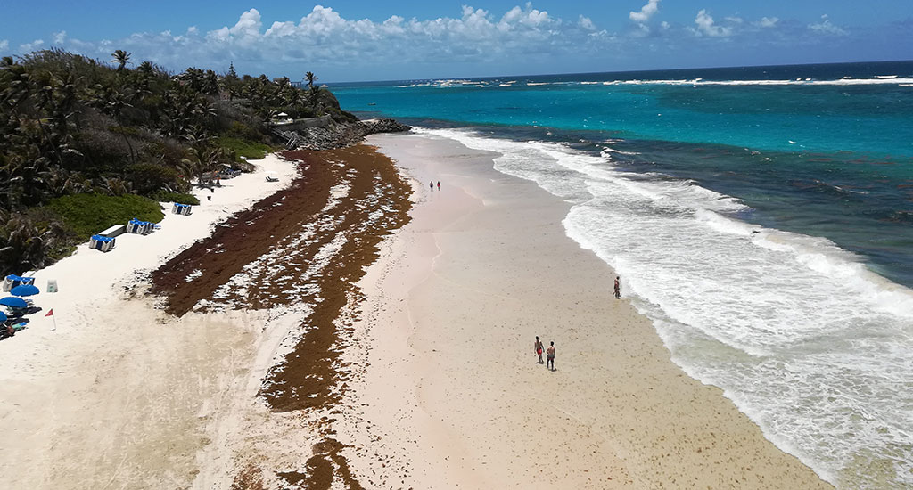 Seaweed-on-a-beach-in-Barbados