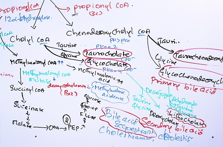 umhs whiteboard study